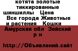 котята золотые тиккированные шиншиллы › Цена ­ 8 000 - Все города Животные и растения » Кошки   . Амурская обл.,Зейский р-н